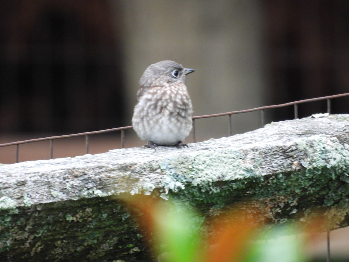 Eastern Bluebird - ML638379393