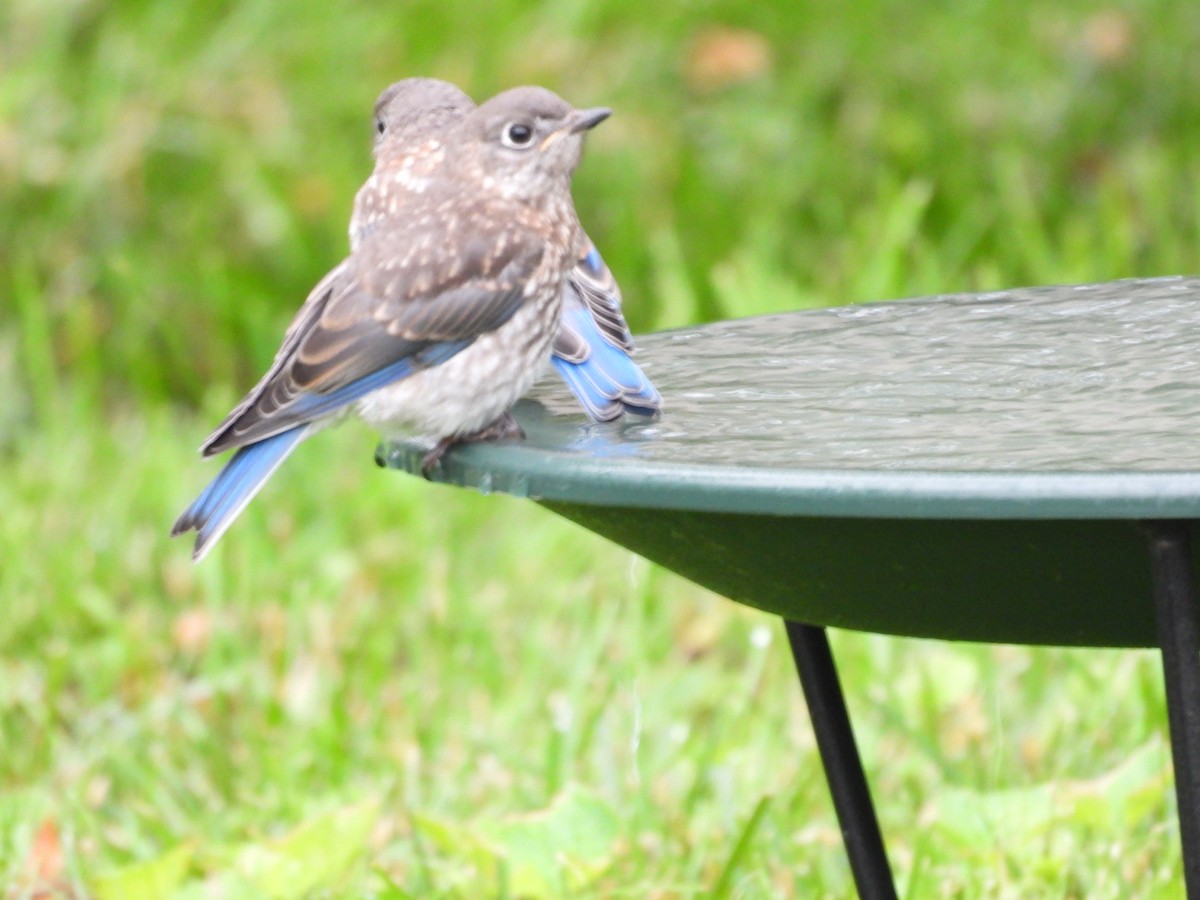 Eastern Bluebird - ML638379394
