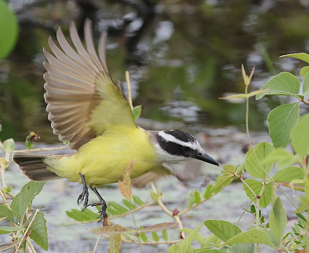 Great Kiskadee - ML638379406