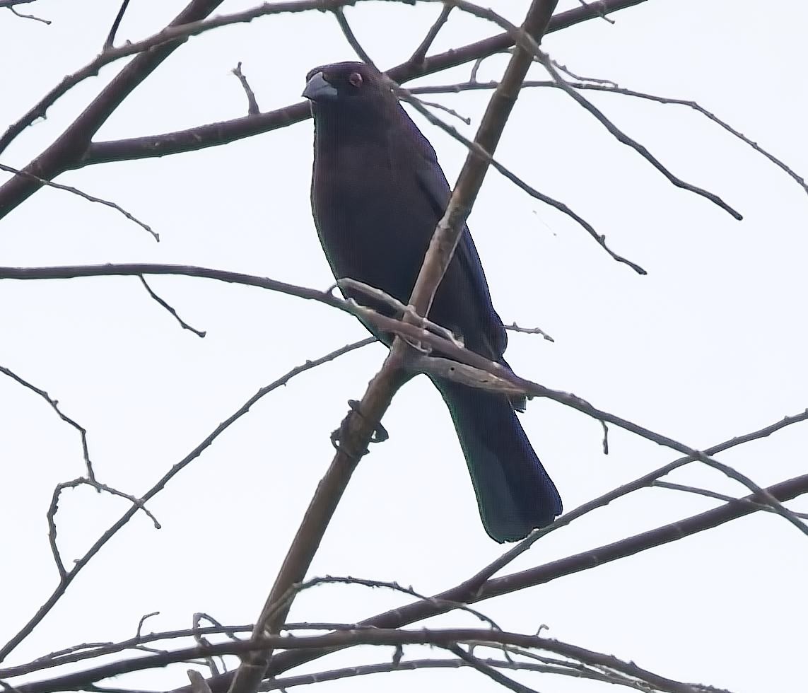 Bronzed Cowbird (Bronze-brown) - ML638379413