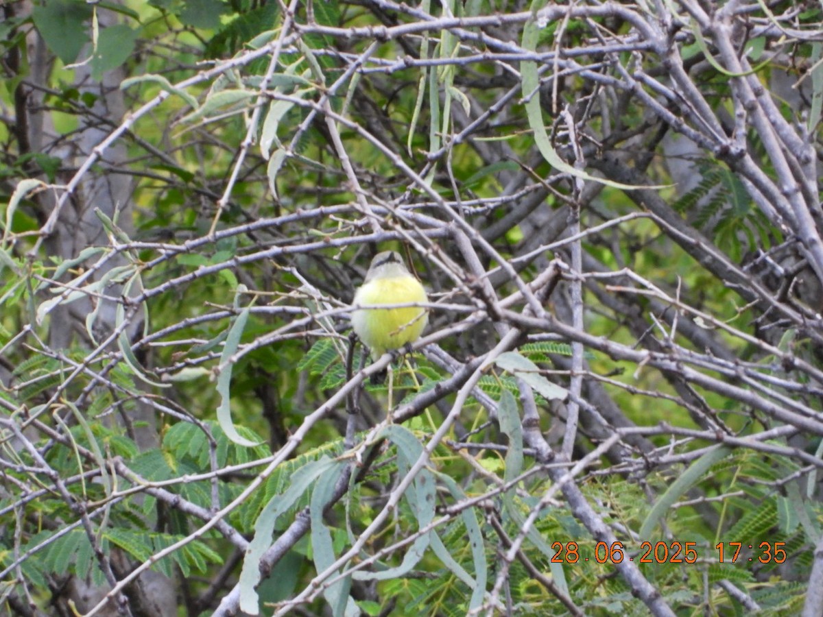 Purple-rumped Sunbird - ML638379414
