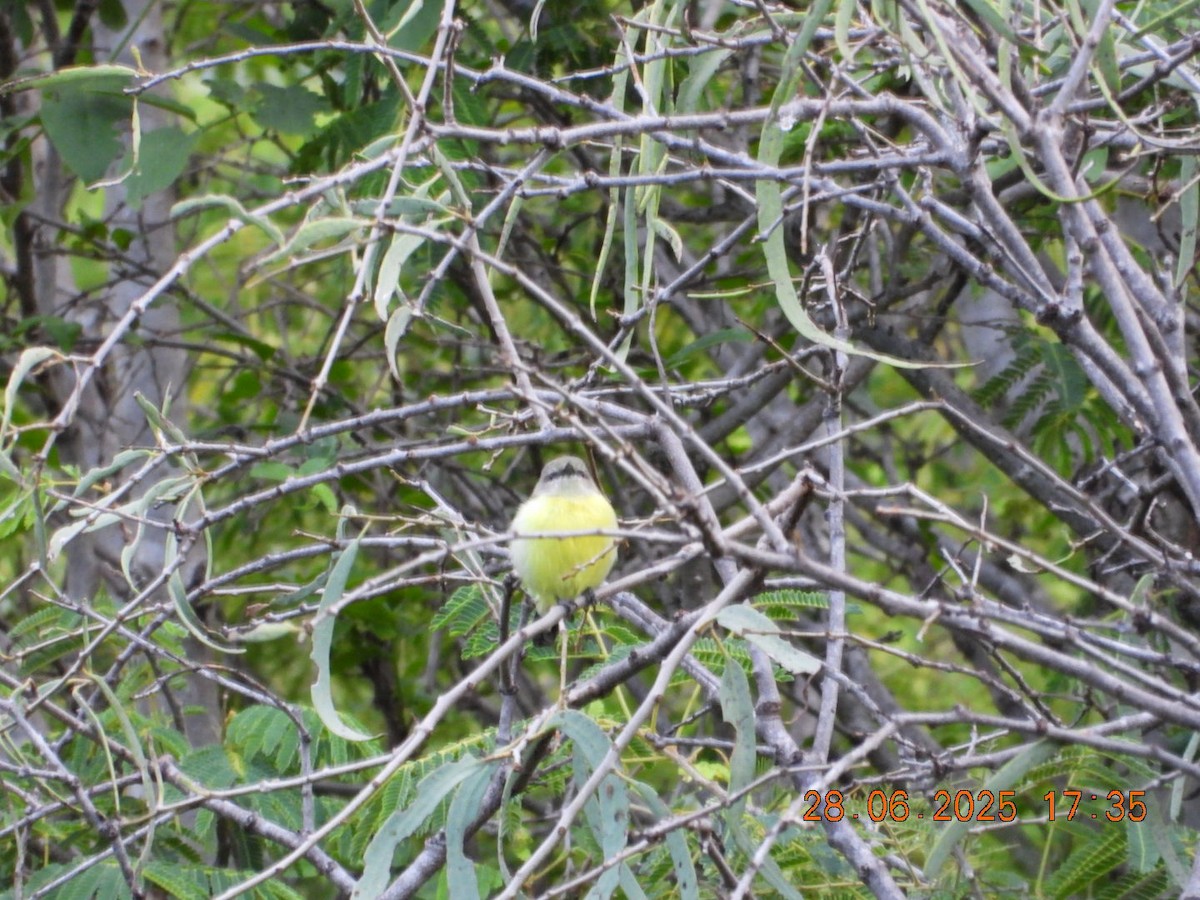 Purple-rumped Sunbird - ML638379415