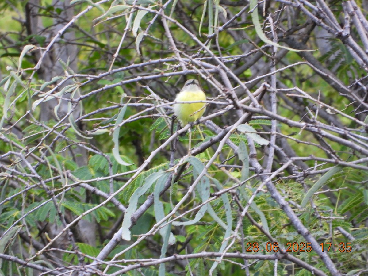 Purple-rumped Sunbird - ML638379416