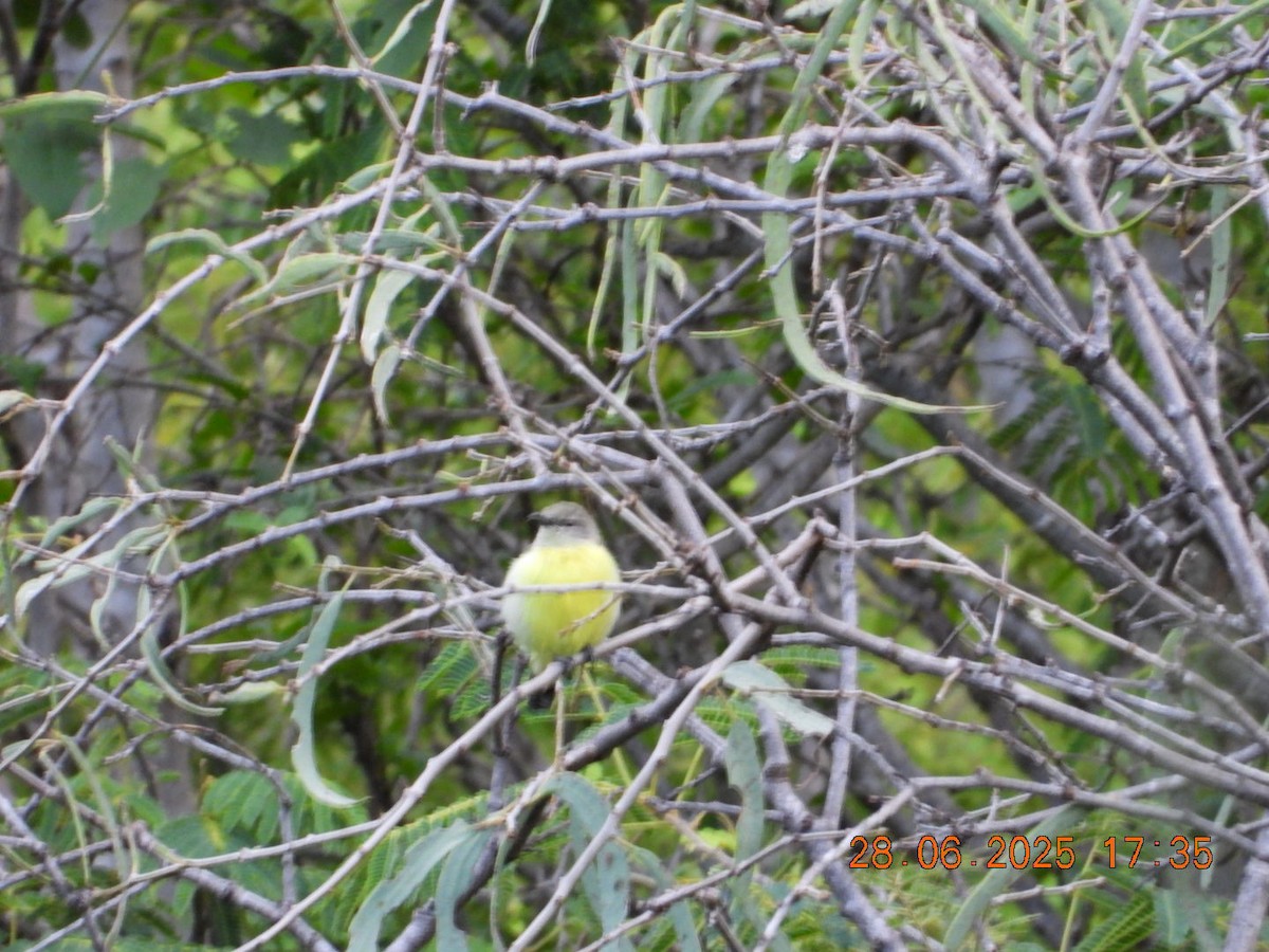 Purple-rumped Sunbird - ML638379417