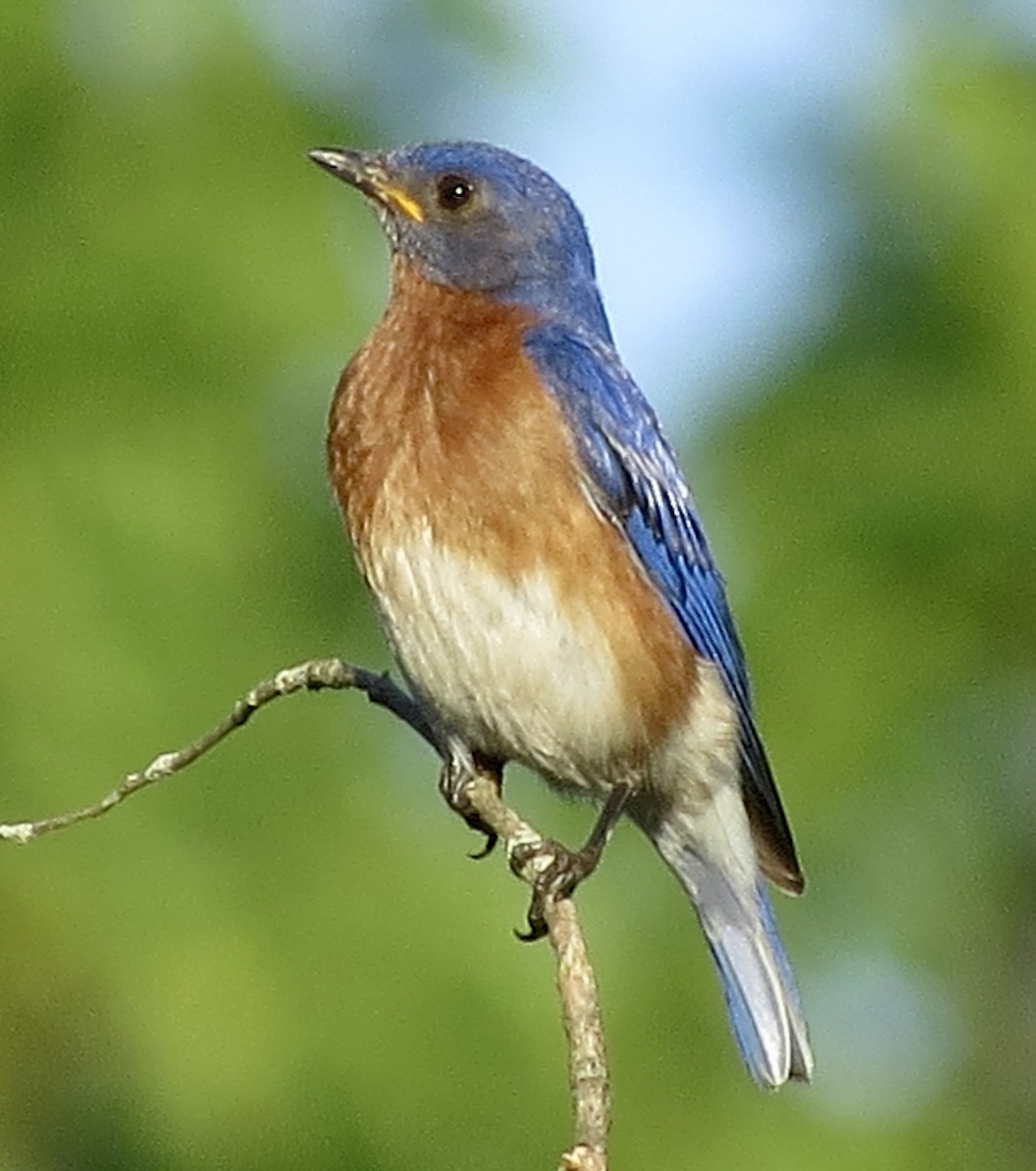 Eastern Bluebird - ML638379419