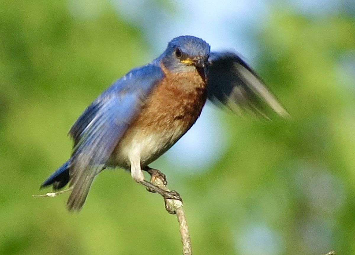 Eastern Bluebird - ML638379433
