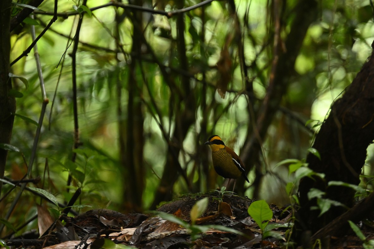 Bornean Banded-Pitta - ML638379453