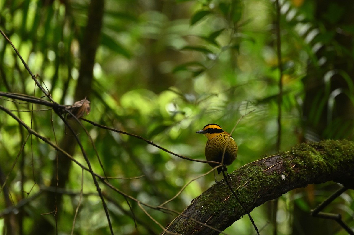 Bornean Banded-Pitta - ML638379454