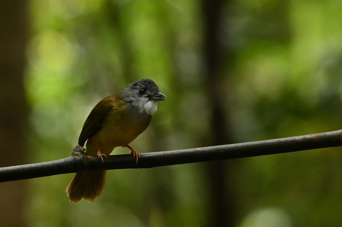 Yellow-bellied Bulbul - ML638379456