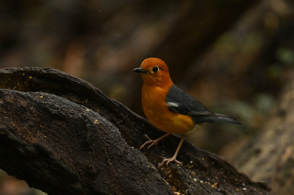 Orange-headed Thrush - ML638379468