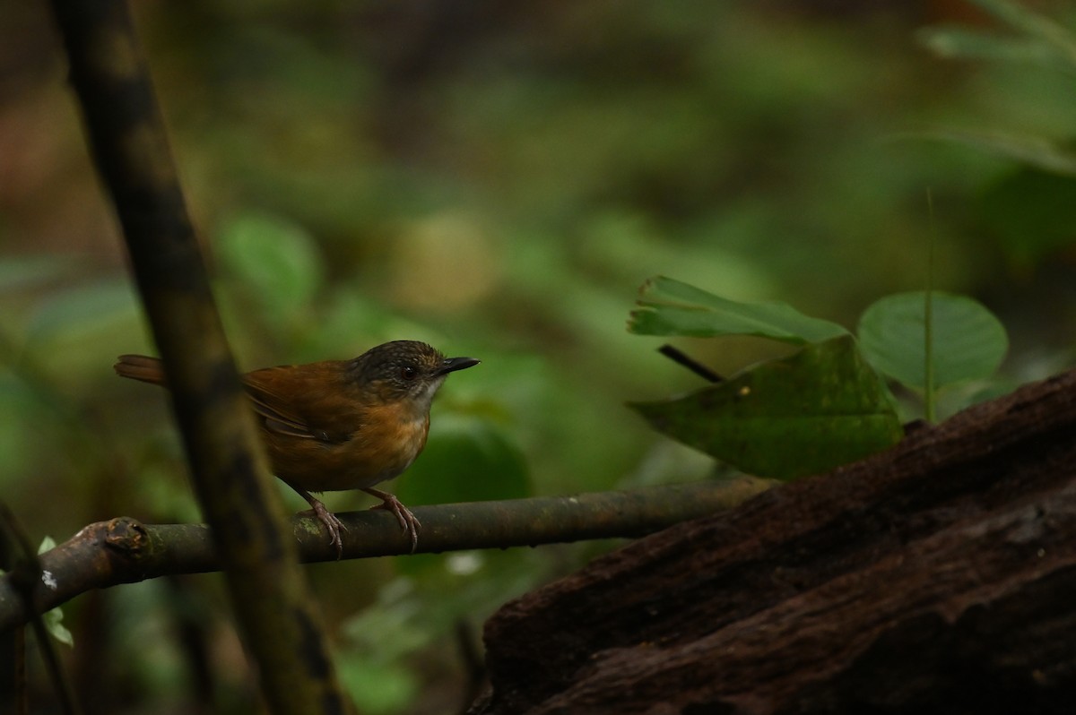 Temminck's Babbler - ML638379470