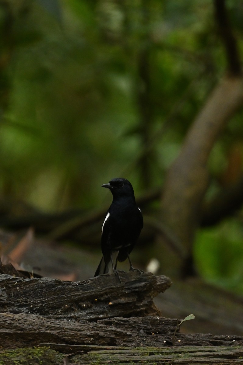 Oriental Magpie-Robin - ML638379480
