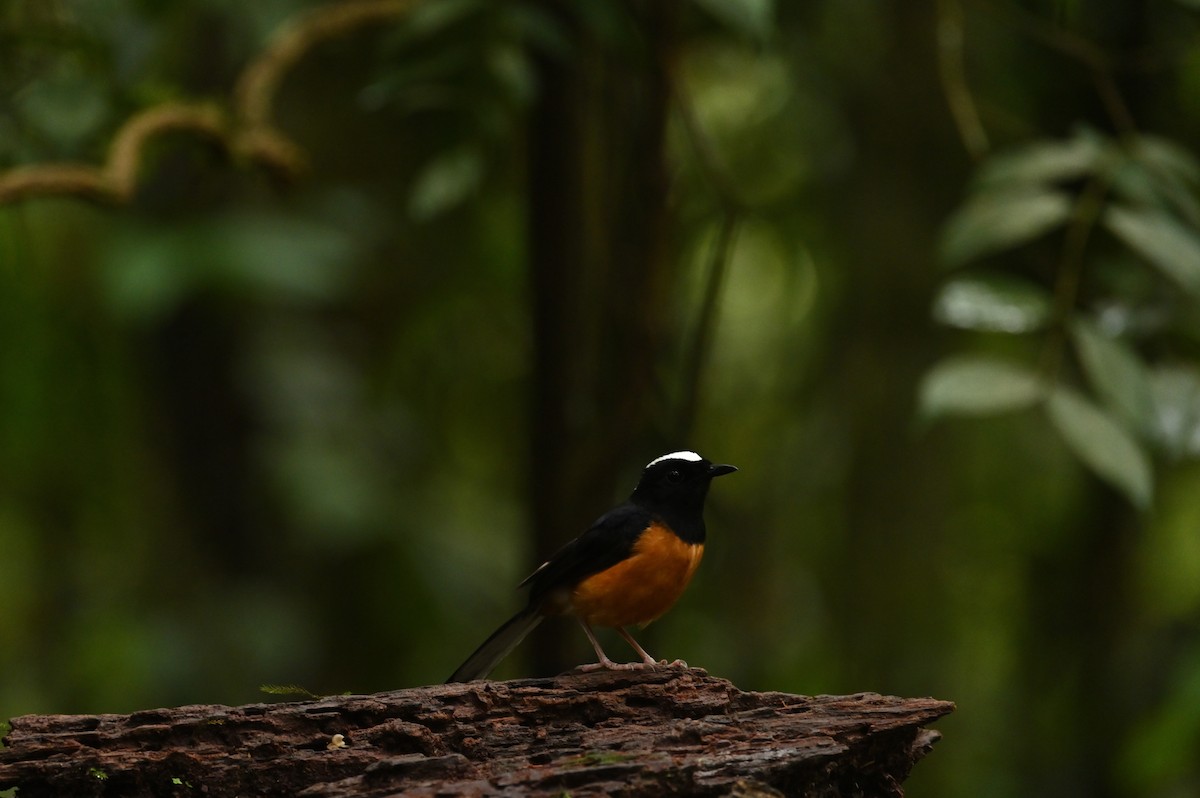 White-crowned Shama - ML638379487