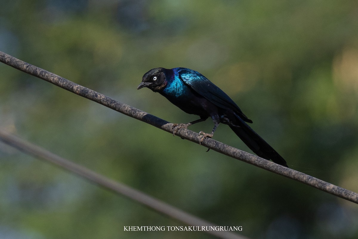 Rüppell's Starling - ML638379493