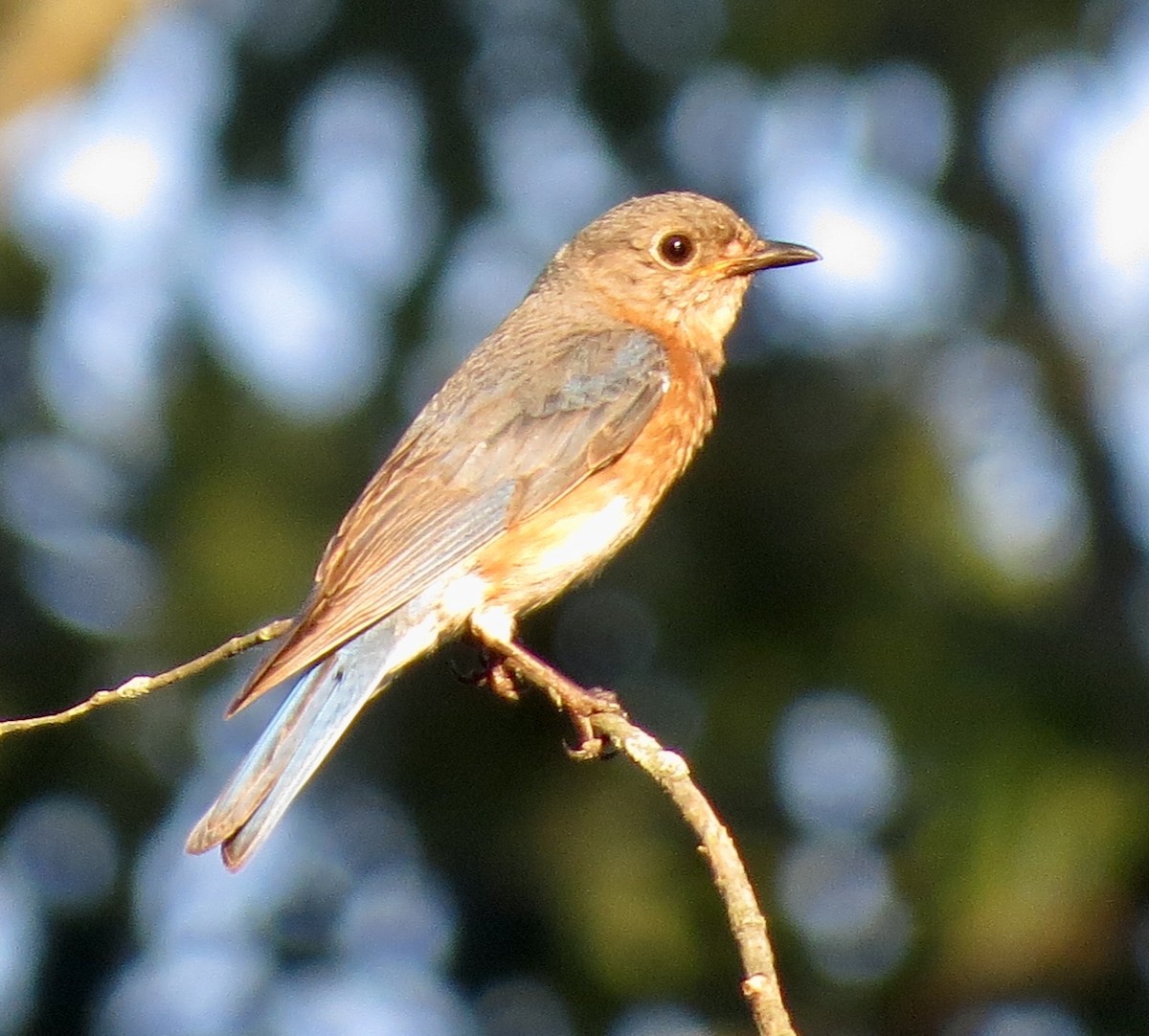 Eastern Bluebird - ML638379507