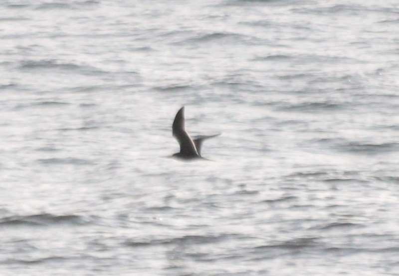 South American Tern - ML638379510