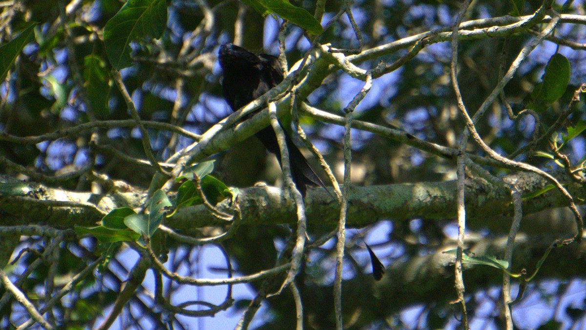 Greater Racket-tailed Drongo - ML638379511