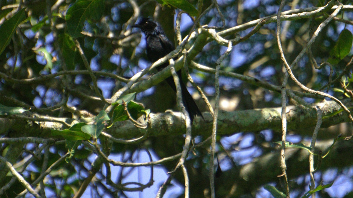 Greater Racket-tailed Drongo - ML638379512