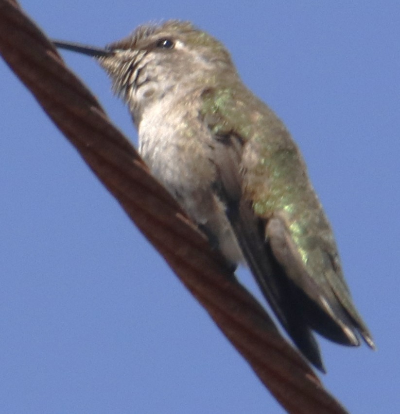 Anna's Hummingbird - ML638379526