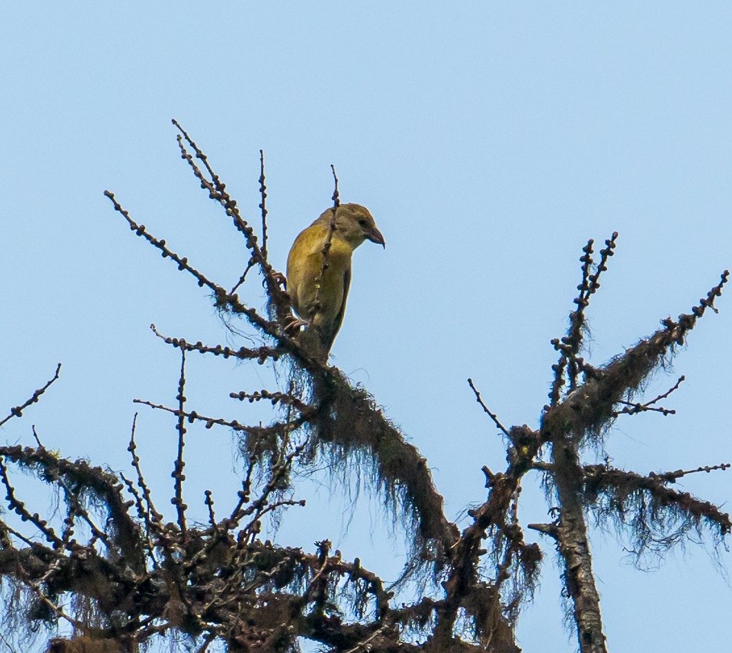 Red Crossbill - ML638379527