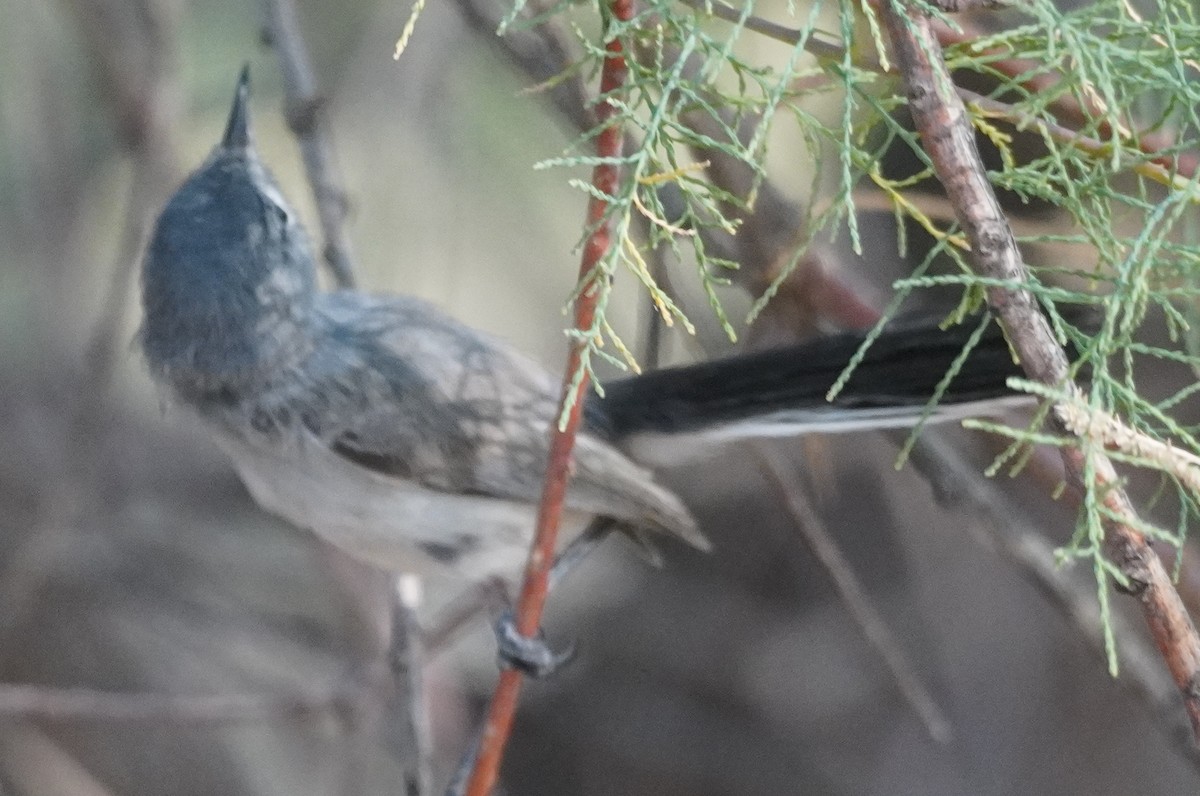 Black-tailed Gnatcatcher - ML638379541