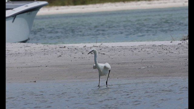 Reddish Egret - ML638379548