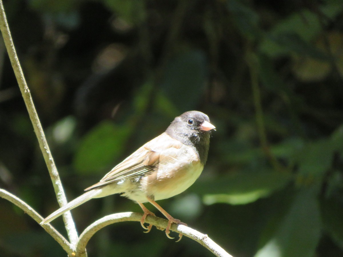 Junco Ojioscuro - ML638379550