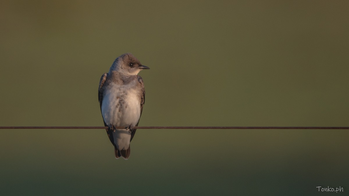 Brown-chested Martin - ML638379560