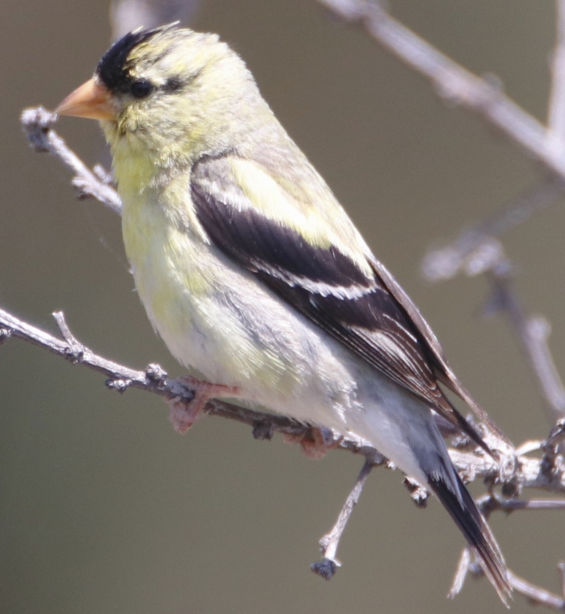 American Goldfinch - ML638379563