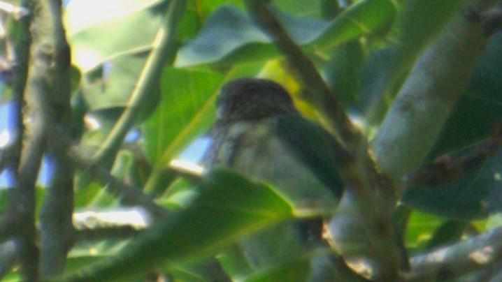White-cheeked Barbet - ML638379564