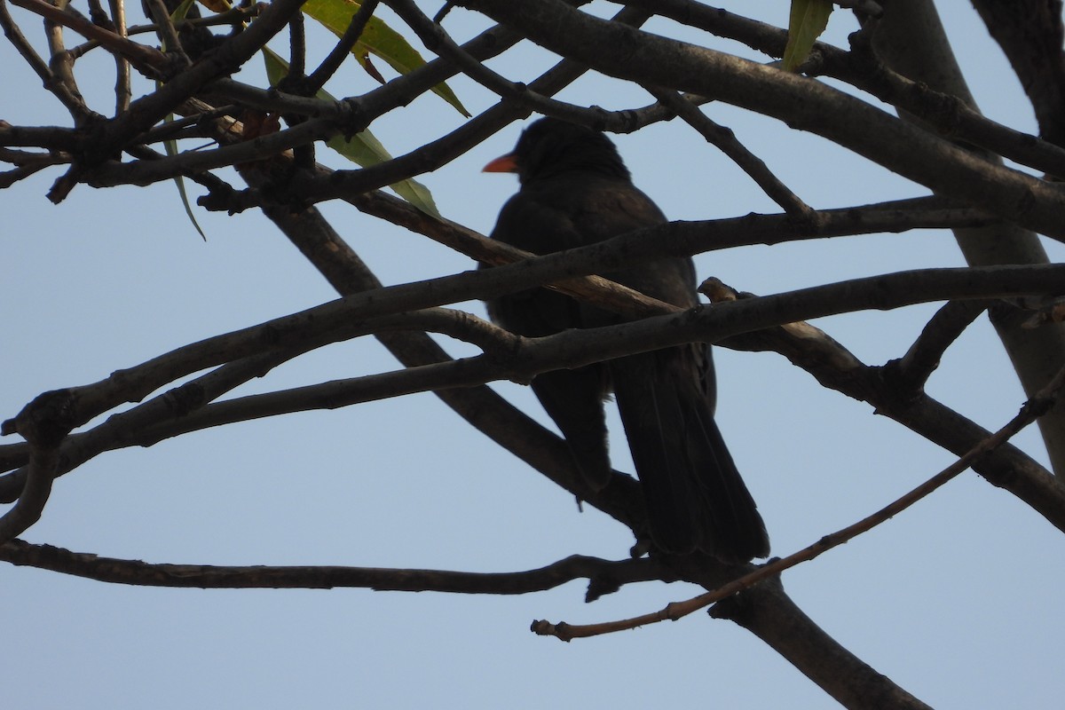 Great Thrush - ML638379566