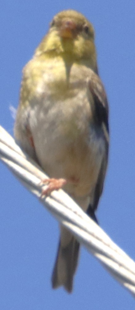 American Goldfinch - ML638379568