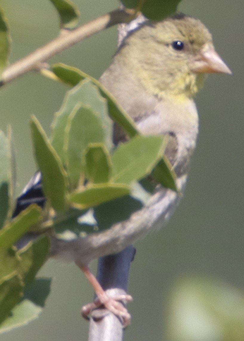 American Goldfinch - ML638379570