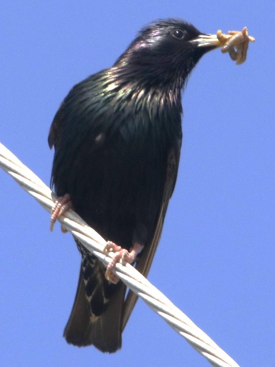 European Starling - ML638379571