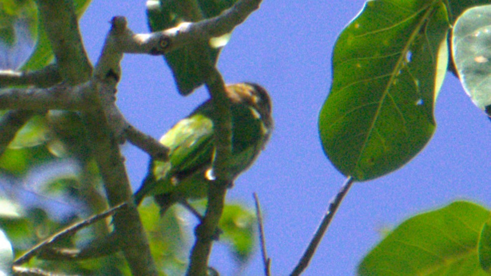 White-cheeked Barbet - ML638379576