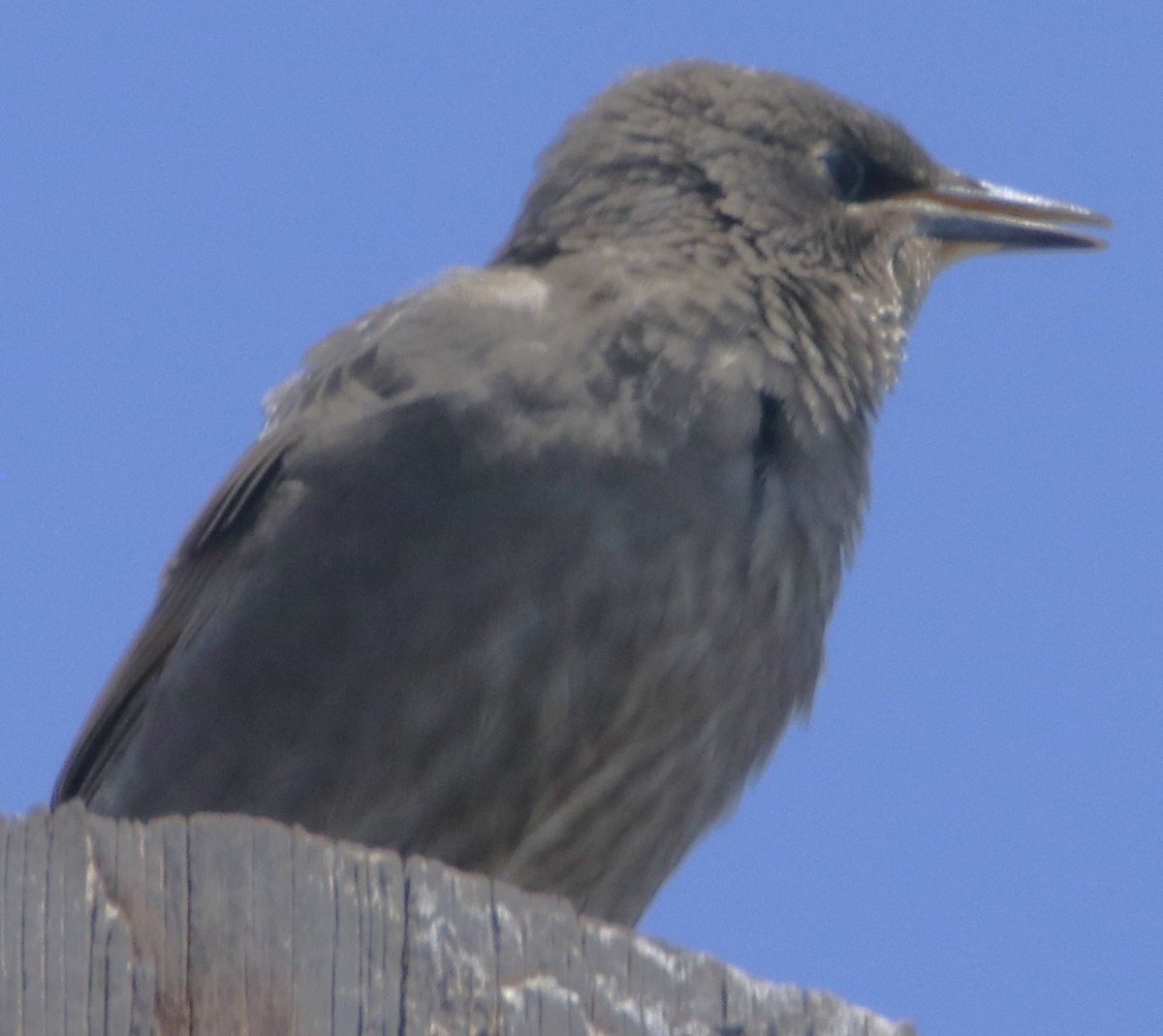 European Starling - ML638379583