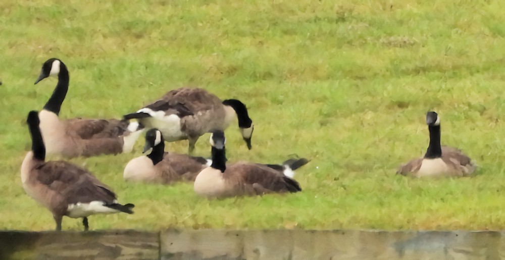 Canada Goose - ML638379585