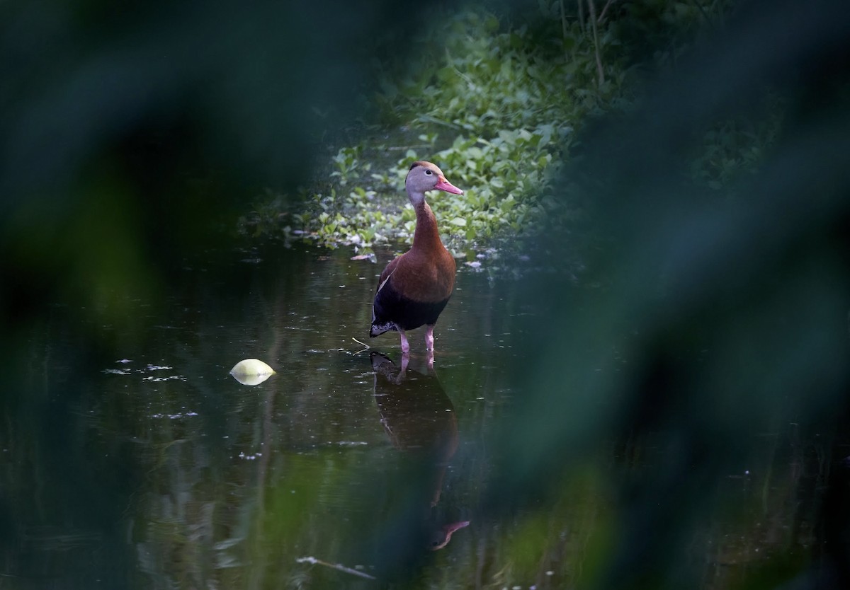 Black-bellied Whistling-Duck - ML638379604