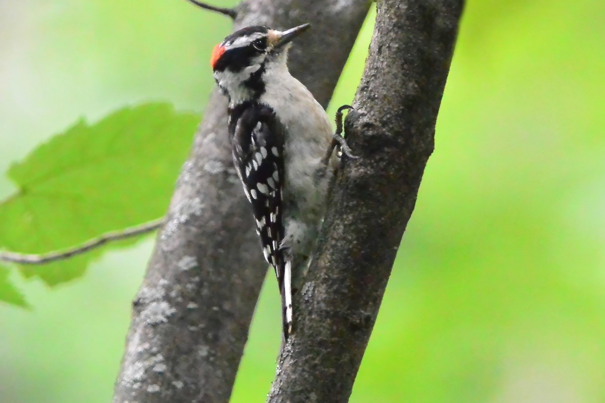 Downy Woodpecker - ML638379620