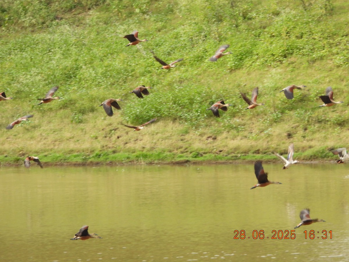 Lesser Whistling-Duck - ML638379622
