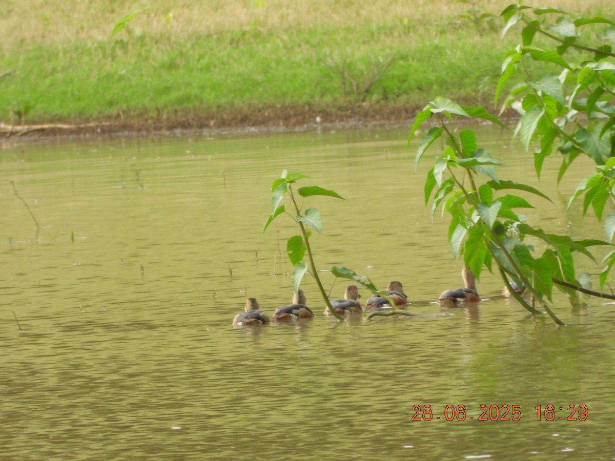 Lesser Whistling-Duck - ML638379623