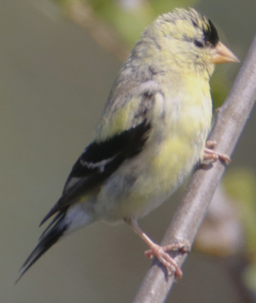 American Goldfinch - ML638379629