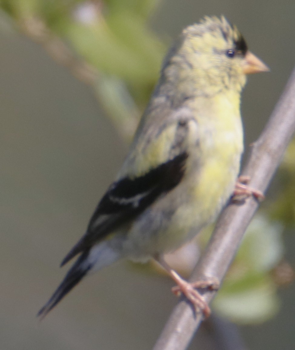 American Goldfinch - ML638379630