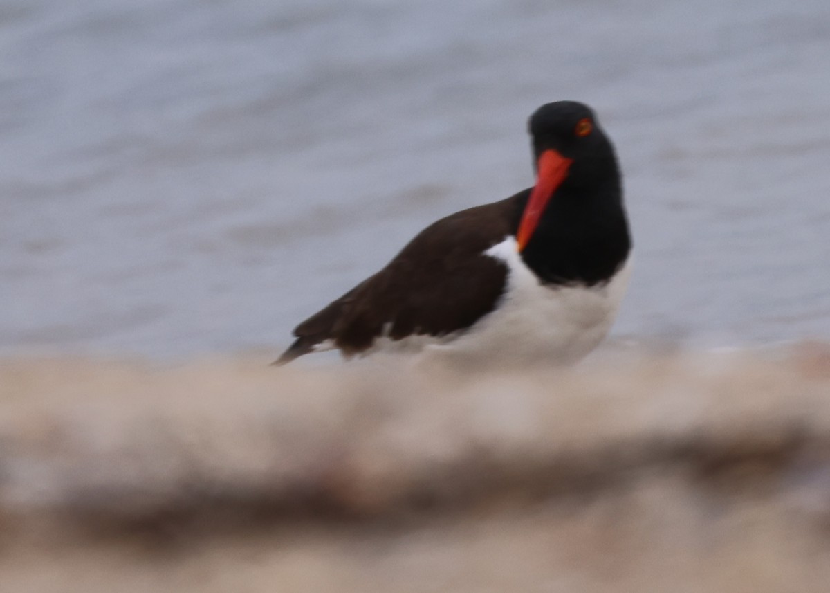 American Oystercatcher - ML638379641