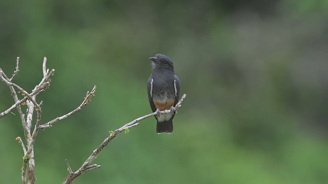 Swallow-winged Puffbird - ML638379642