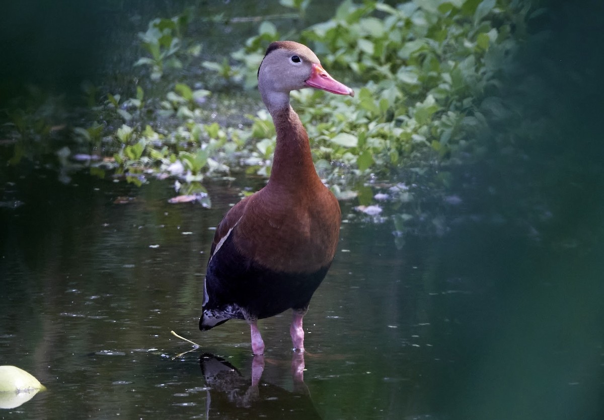 Black-bellied Whistling-Duck - ML638379646