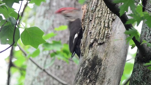 Pileated Woodpecker - ML638379659