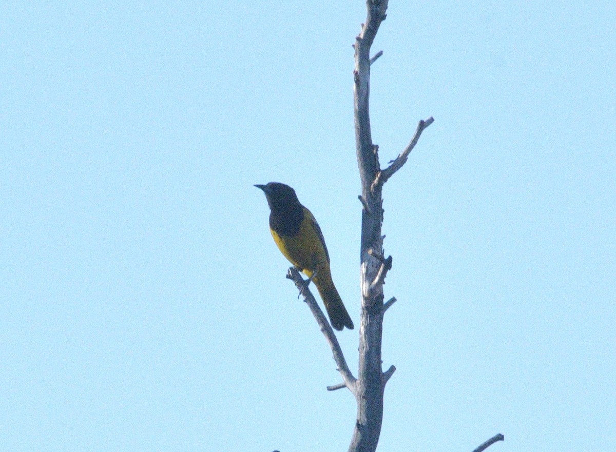Scott's Oriole - ML638379664