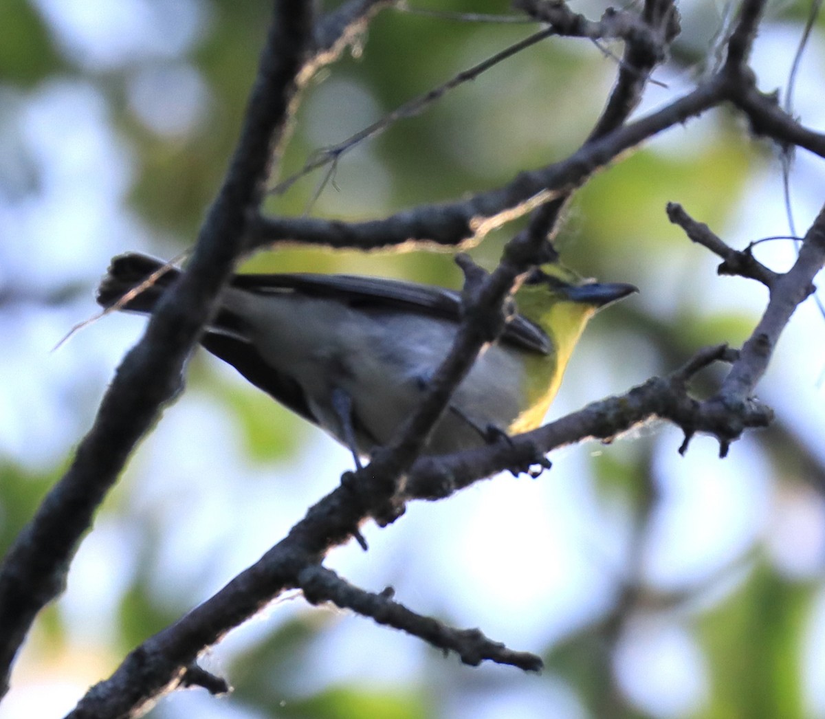 Yellow-throated Vireo - ML638379671