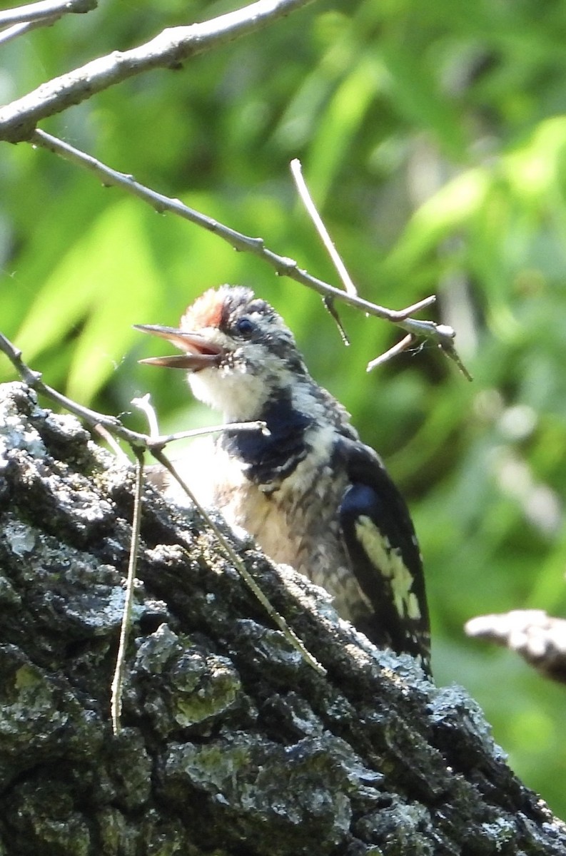 Yellow-bellied Sapsucker - ML638379685